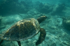 Maldives, Huraa, turtle snorkeling