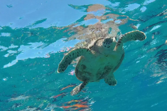 Maldives vacation - snorkeling with turtles