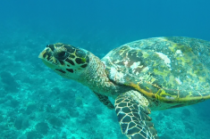 Maldives vacation - snorkeling with turtles