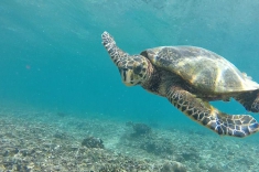 Maldives vacation - snorkeling with turtles