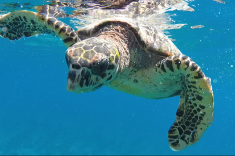 Maldives vacation - snorkeling with turtles