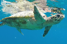 Maldives vacation - snorkeling with turtles