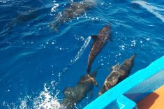 Dolphin-watching-Maldives-1