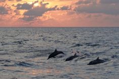 Dolphin-watching-Maldives
