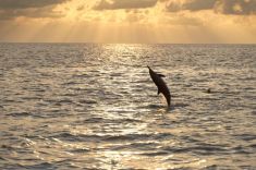 Maledives-Dolphin-watching