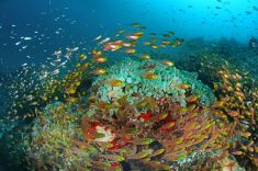 Maldives-underwater-3
