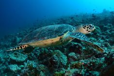 Maldives-underwater-5