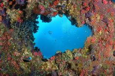 Maldives-underwater-7