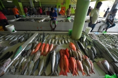 Fish Market Male Maldives