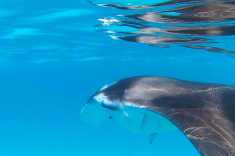 Manta-Ray-Maldives-1
