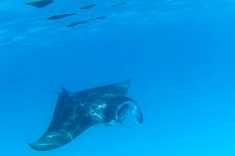 Manta-Ray-Maldives-2