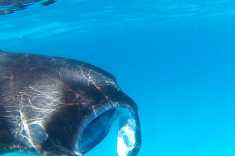 Manta-Ray-Maldives-3