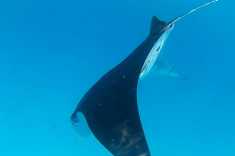Manta-Ray-Maldives-4