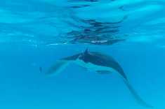 Manta-Ray-Maldives-5