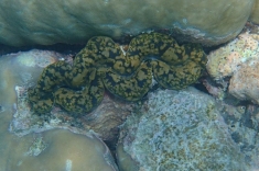 Snorkeling