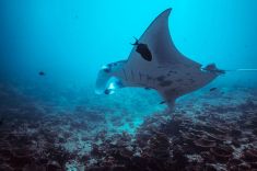 manta-maldives