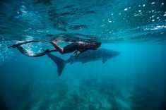 whale-shark-maldives-1