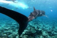 whale-shark-maldives-2