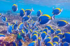 snorkeling