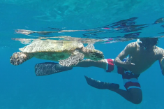 Maldives vacation - snorkeling with turtles