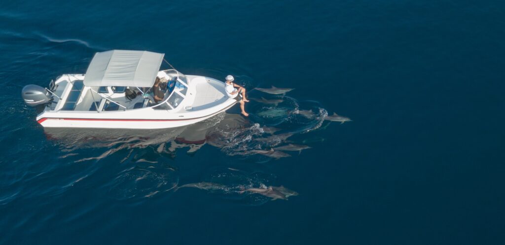 dolphins maldives