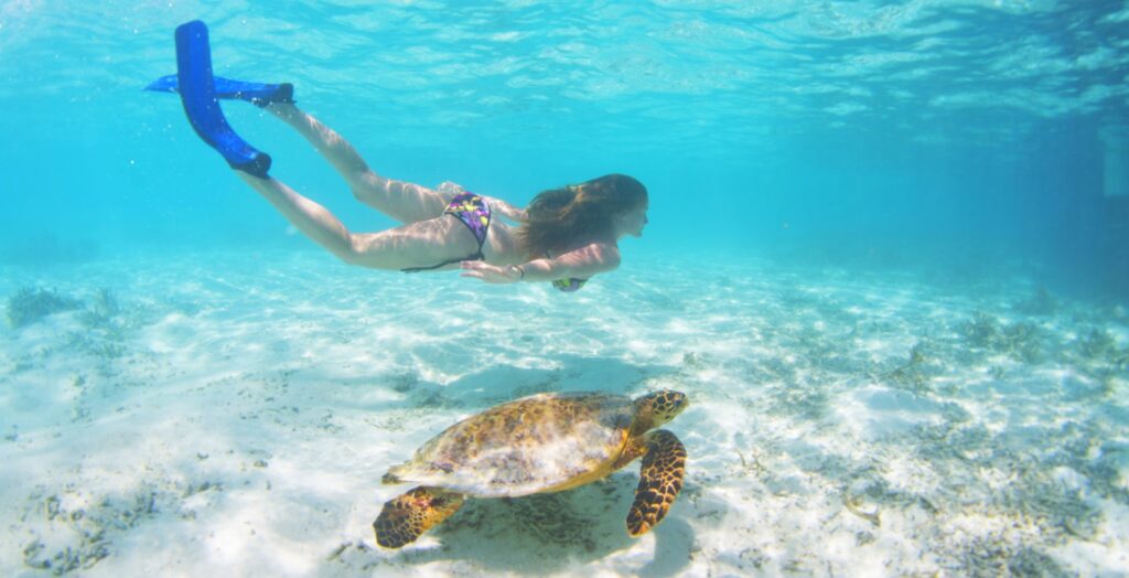 turtles maldives