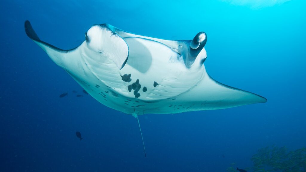 Snorkeling with Mantas Maldives